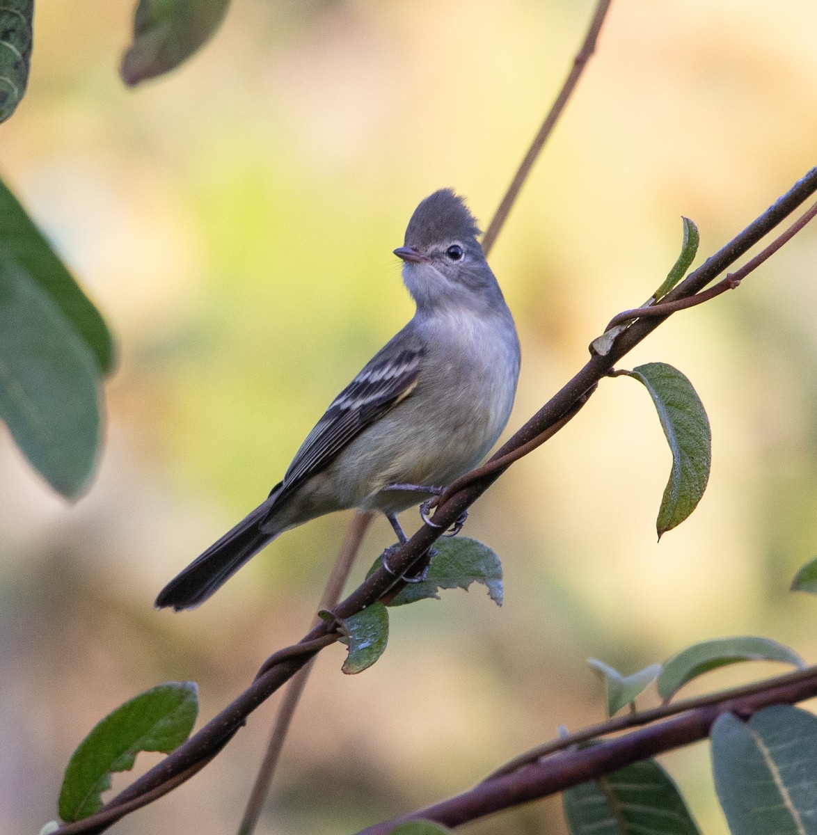 Yellow-bellied Elaenia - ML638164315