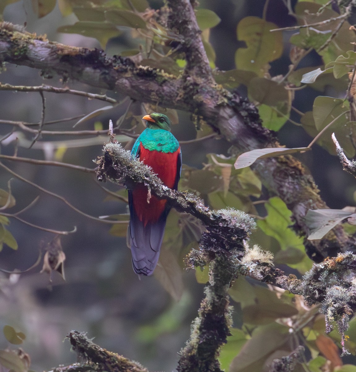Golden-headed Quetzal - ML638164328