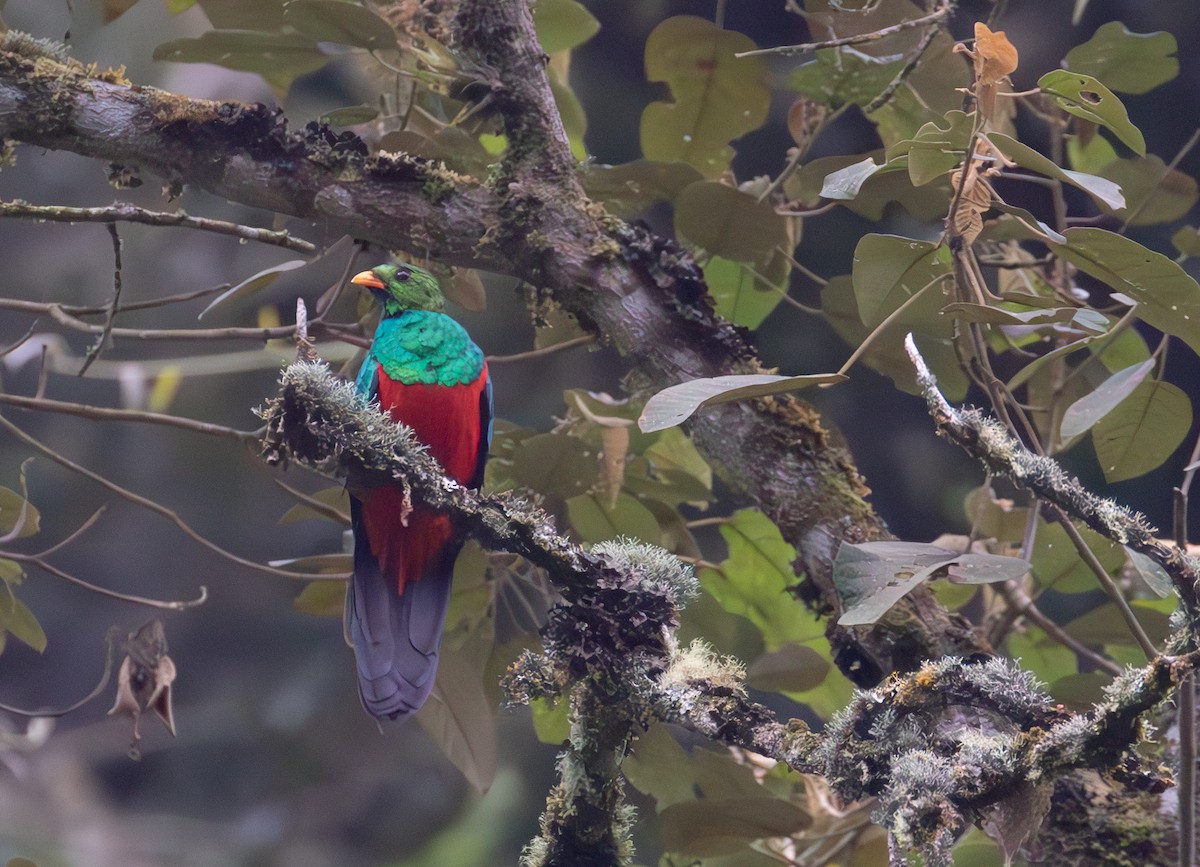 Golden-headed Quetzal - ML638164329