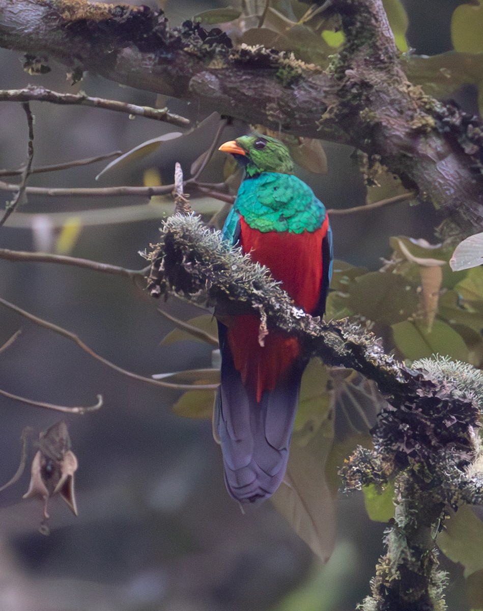 Golden-headed Quetzal - ML638164330