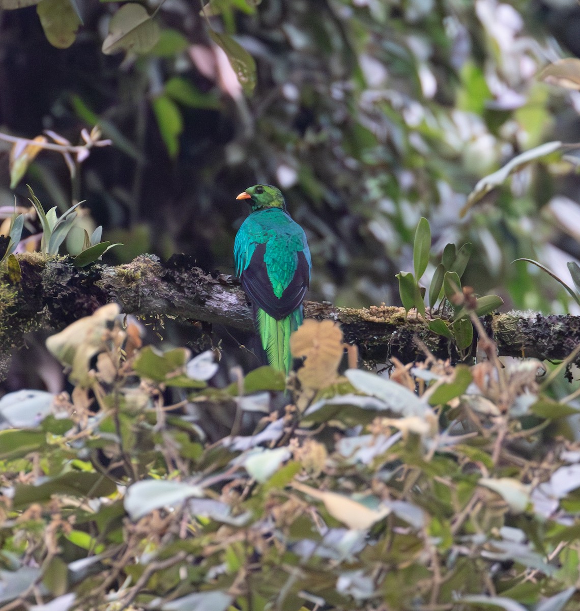 Golden-headed Quetzal - ML638164331