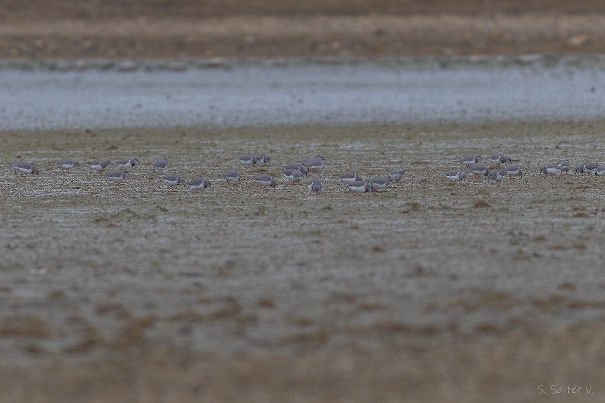 Magellanic Plover - ML638164336