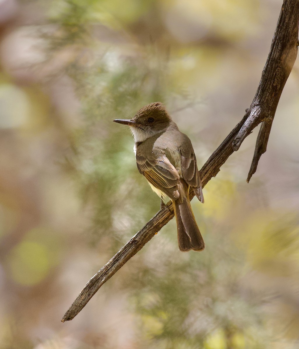 Dusky-capped Flycatcher - ML638164379