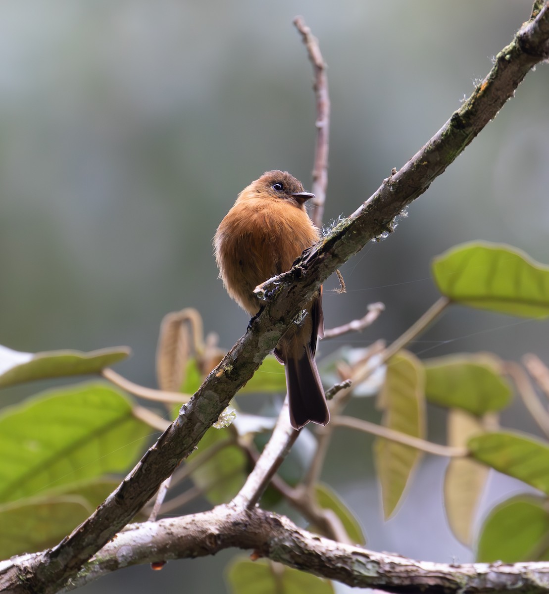 Cinnamon Flycatcher - ML638164441