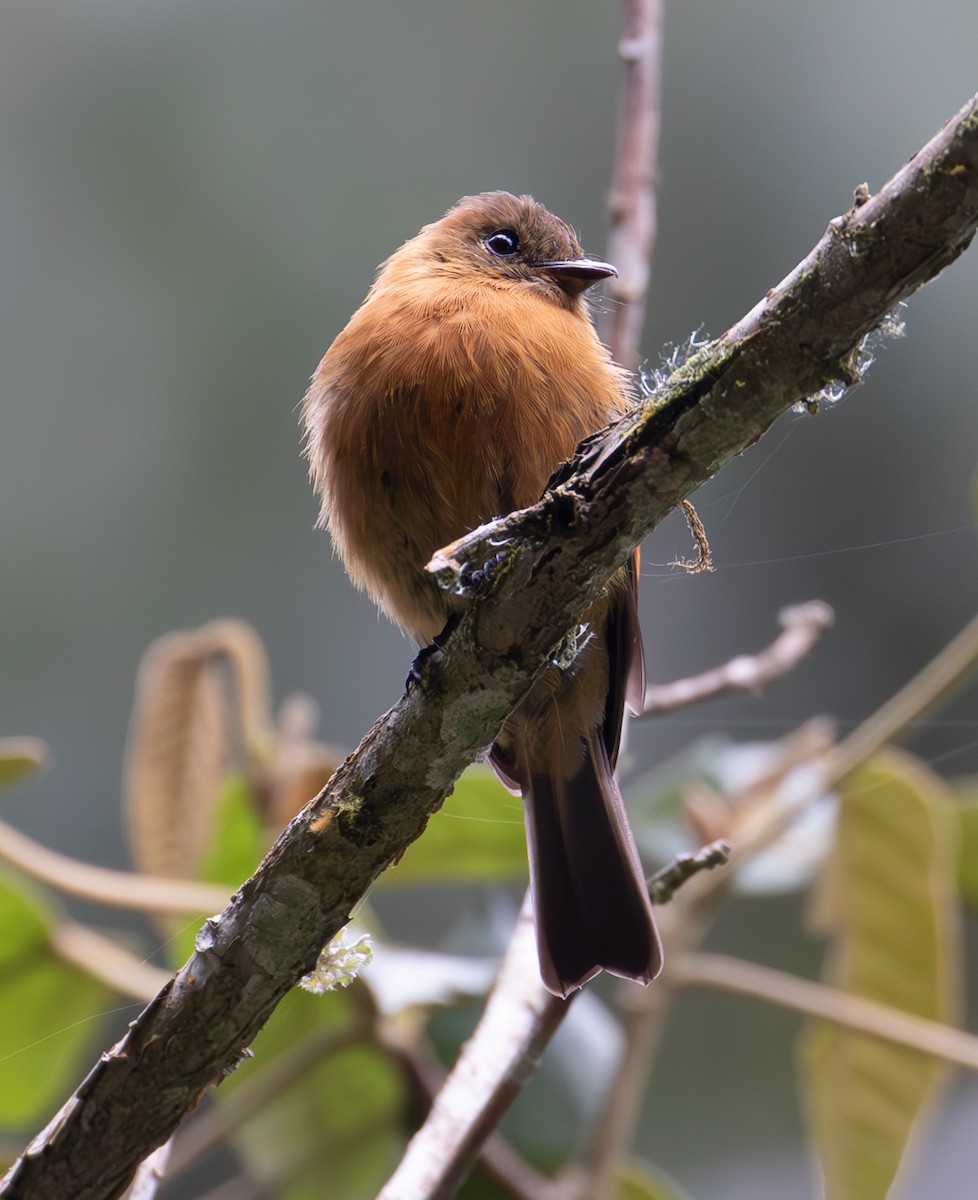 Cinnamon Flycatcher - ML638164442