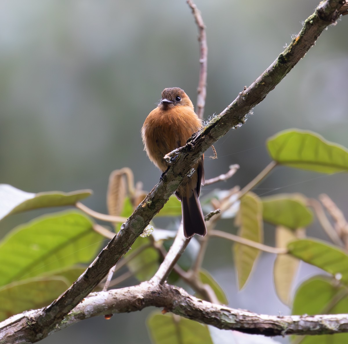 Cinnamon Flycatcher - ML638164443