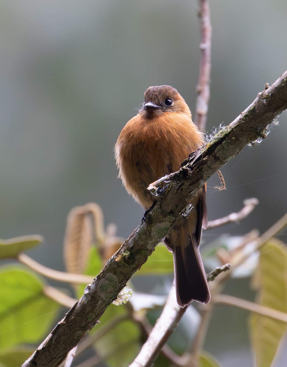 Cinnamon Flycatcher - ML638164444