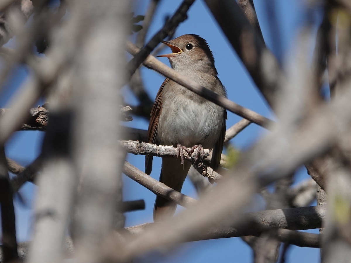 Common Nightingale - ML638164451