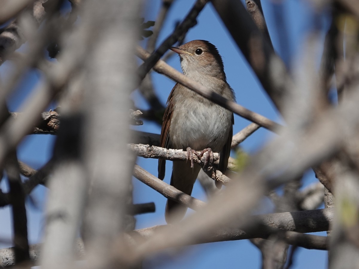 Common Nightingale - ML638164452