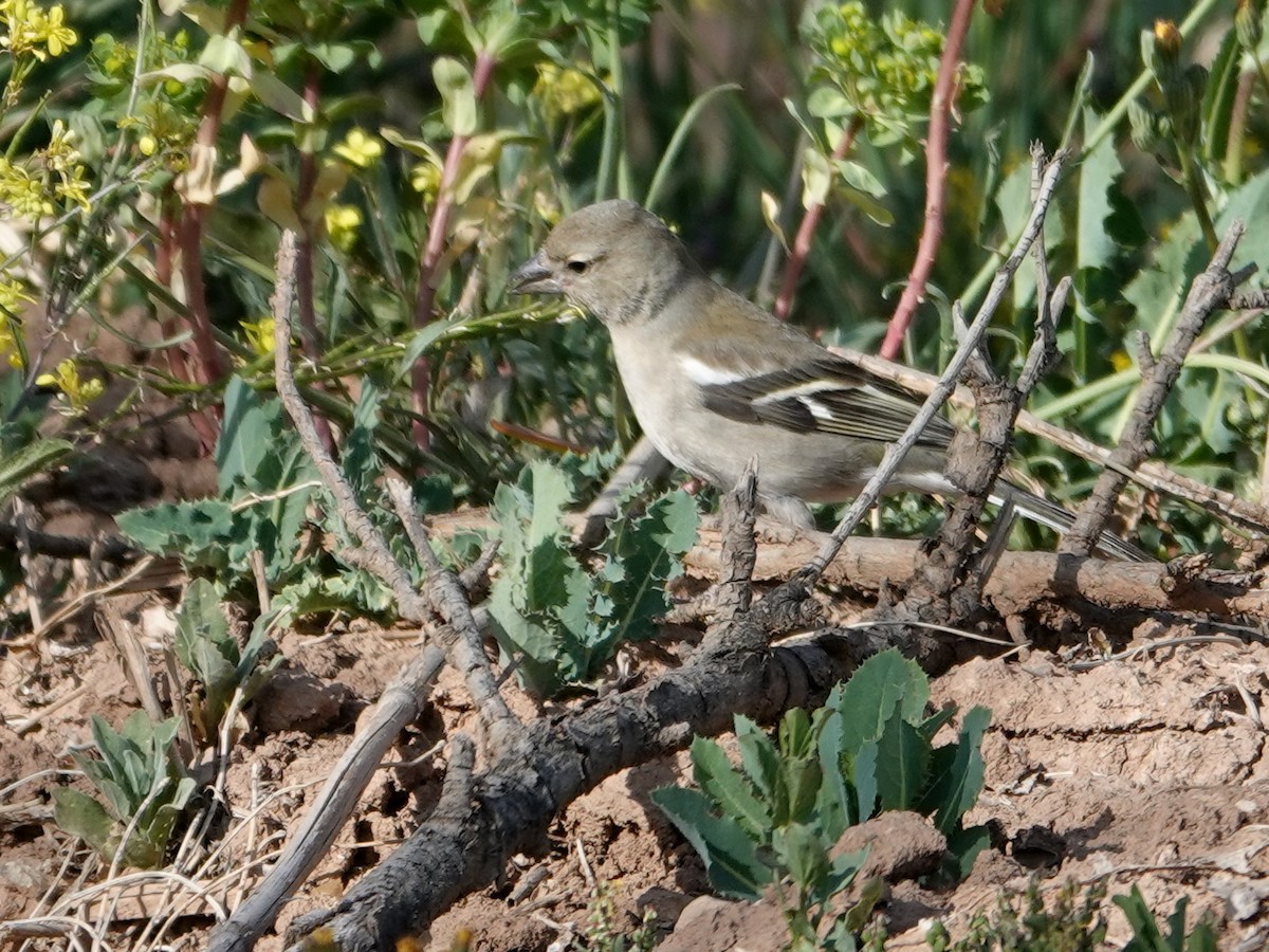 African Chaffinch - ML638164456