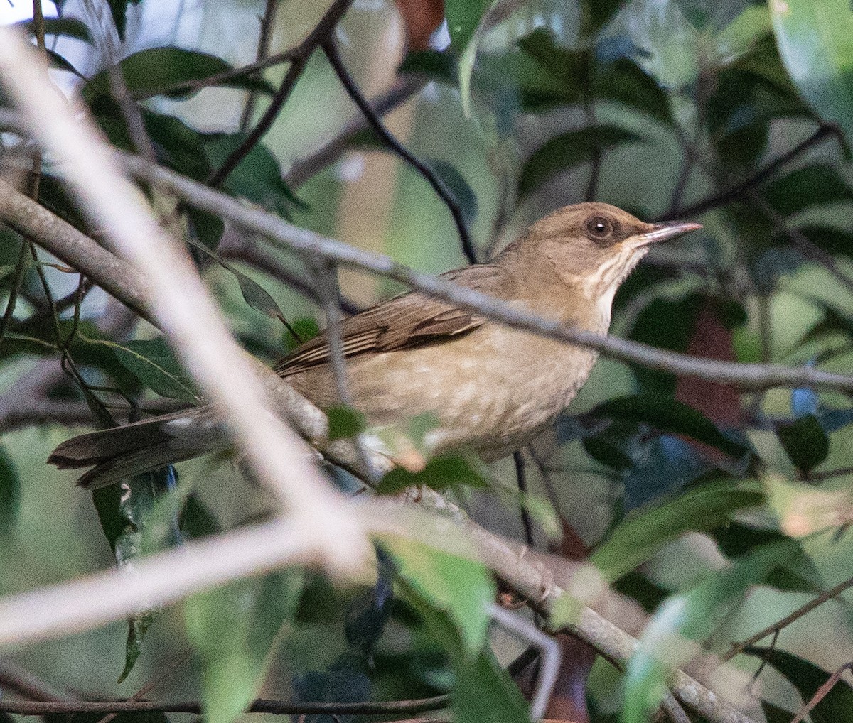 Creamy-bellied Thrush - ML638164461