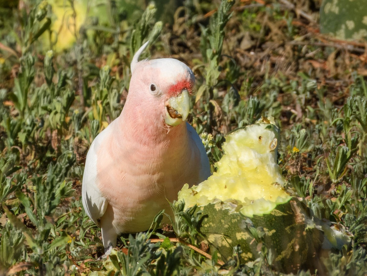 Pink Cockatoo - ML638164474