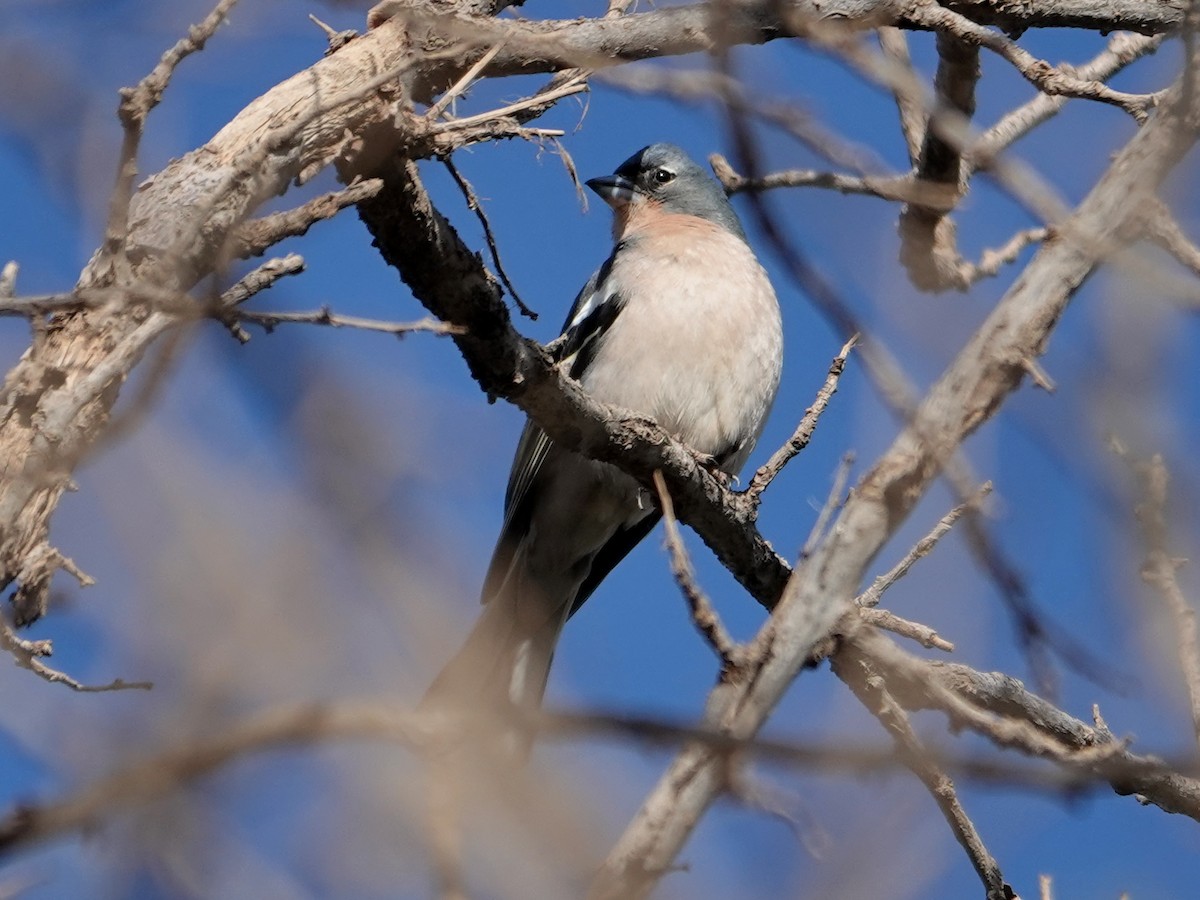 African Chaffinch - ML638164476