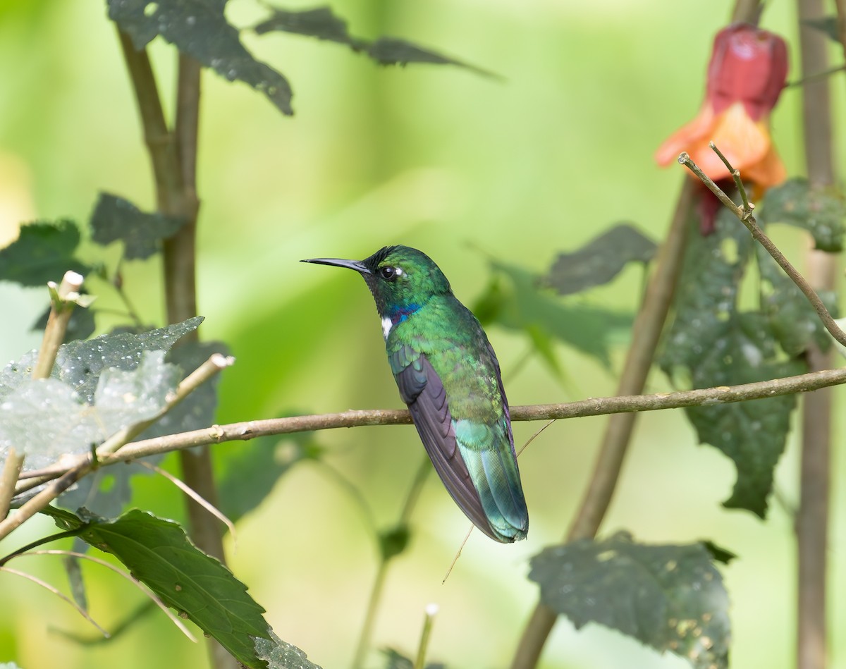 White-throated Daggerbill - ML638164478