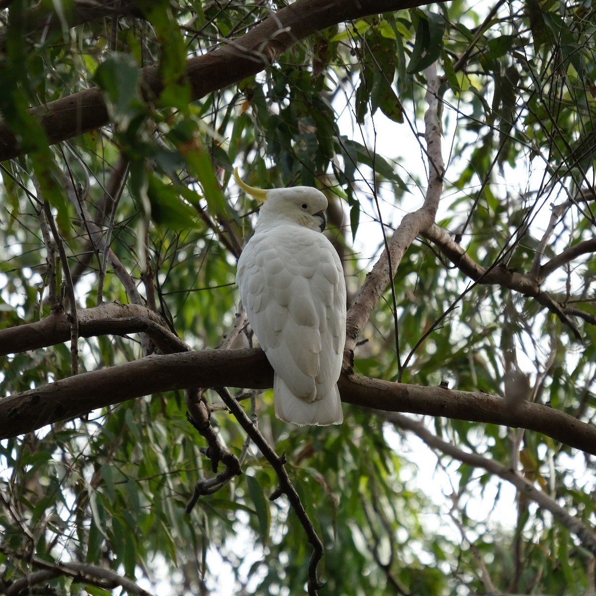 Sulphur-crested Cockatoo - ML638164481