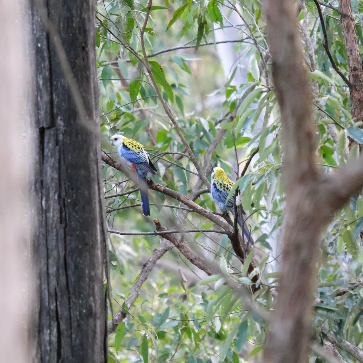 Pale-headed Rosella - ML638164492