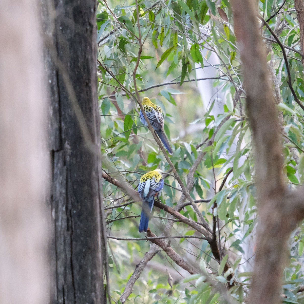 Pale-headed Rosella - ML638164493