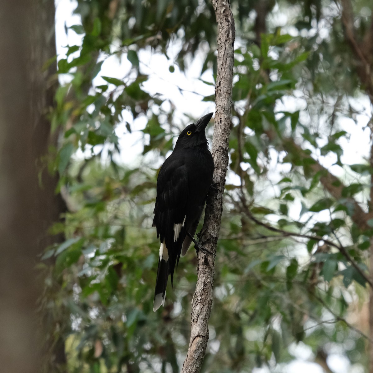 Pied Currawong - ML638164498
