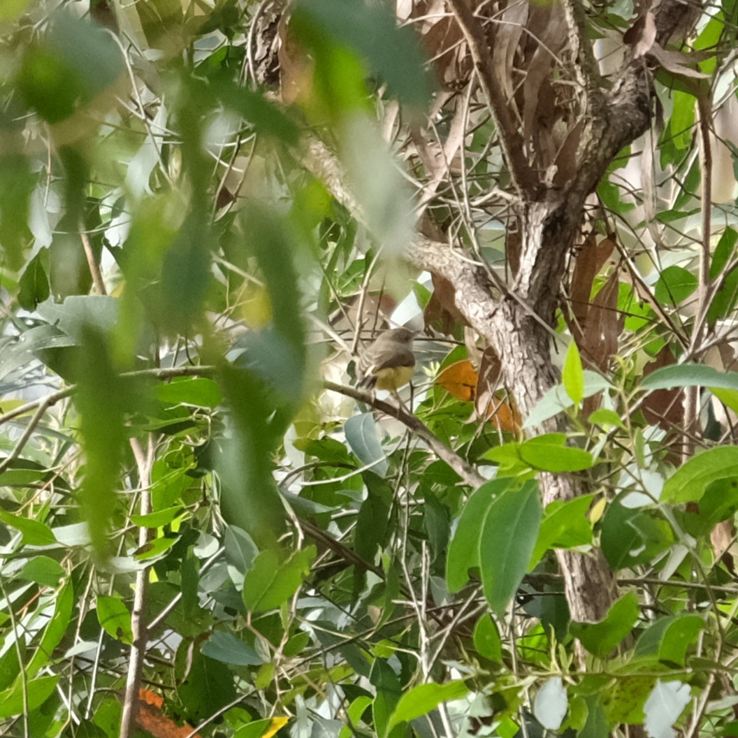 Buff-rumped Thornbill - ML638164502