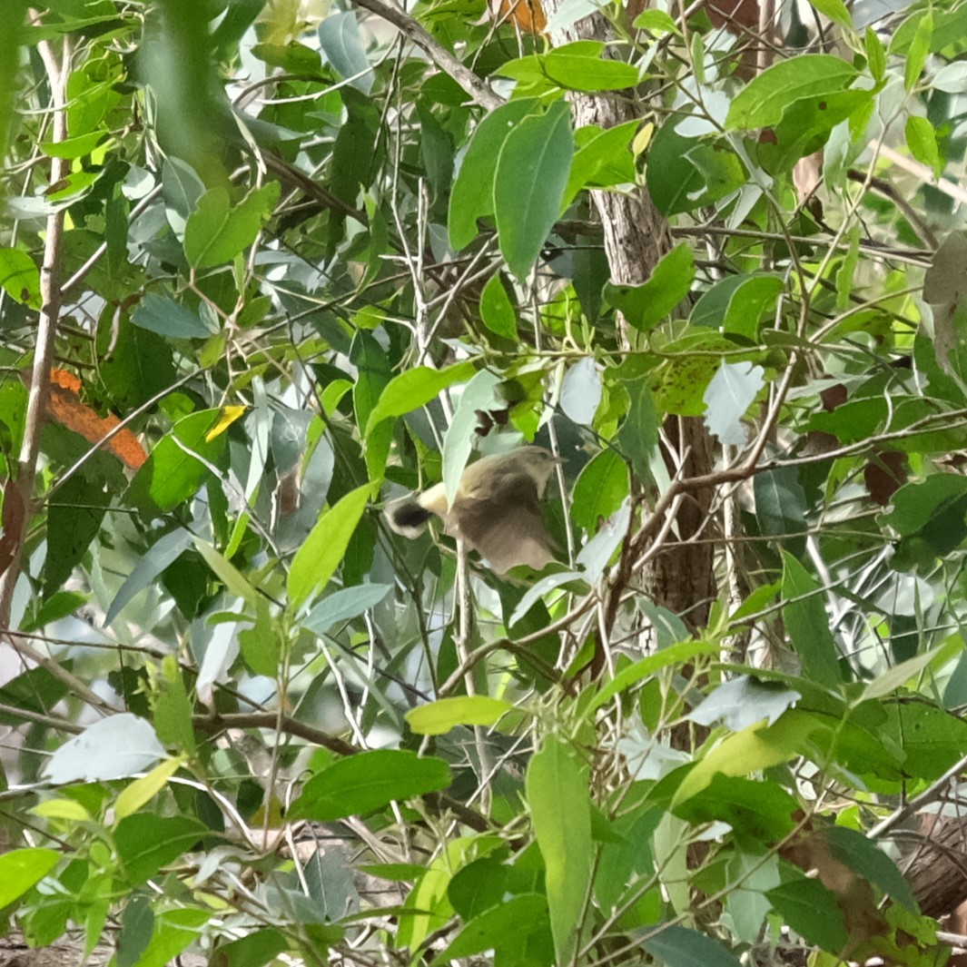 Buff-rumped Thornbill - ML638164503