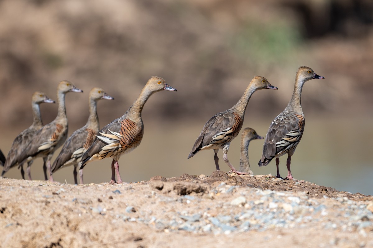 Plumed Whistling-Duck - ML638164558