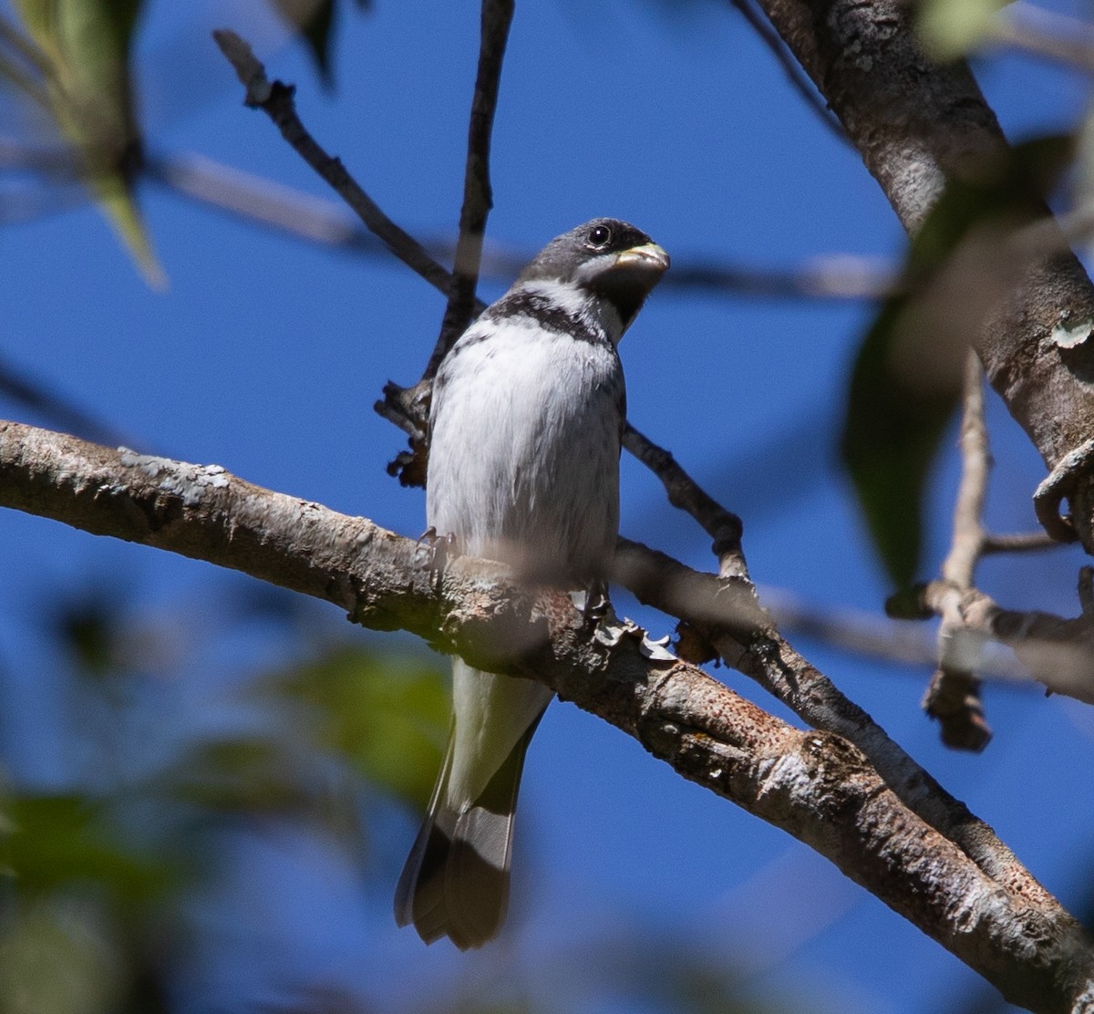 Double-collared Seedeater - ML638164560
