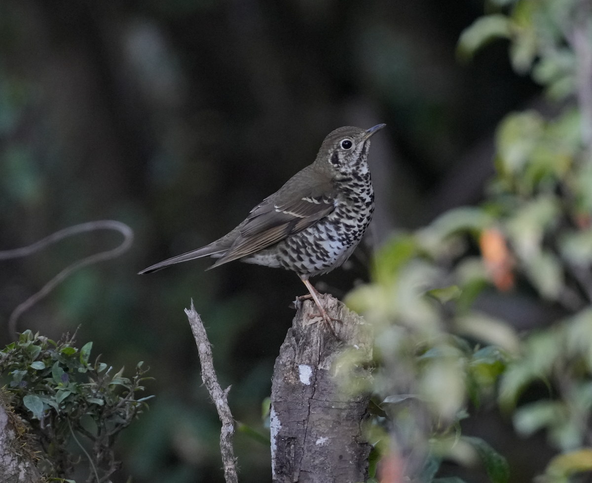 Long-tailed Thrush - ML638164573