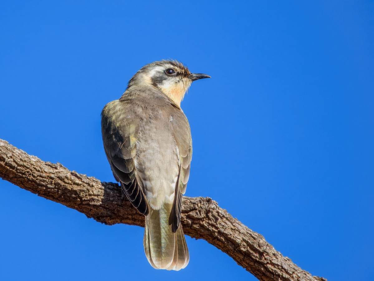 Black-eared Cuckoo - ML638164598