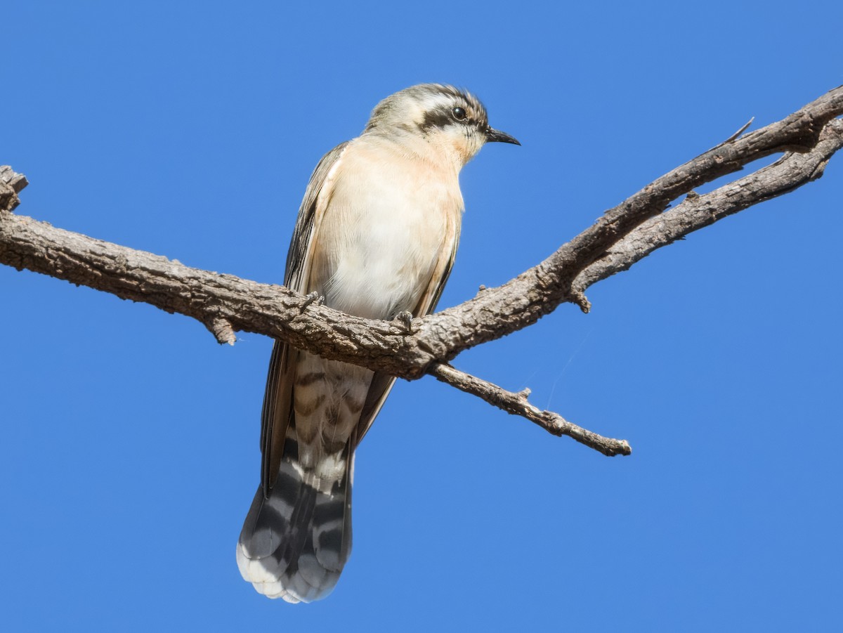 Black-eared Cuckoo - ML638164602