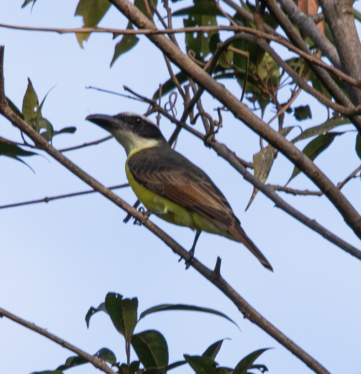Boat-billed Flycatcher - ML638164604