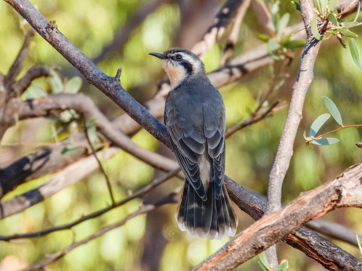 Black-eared Cuckoo - ML638164605