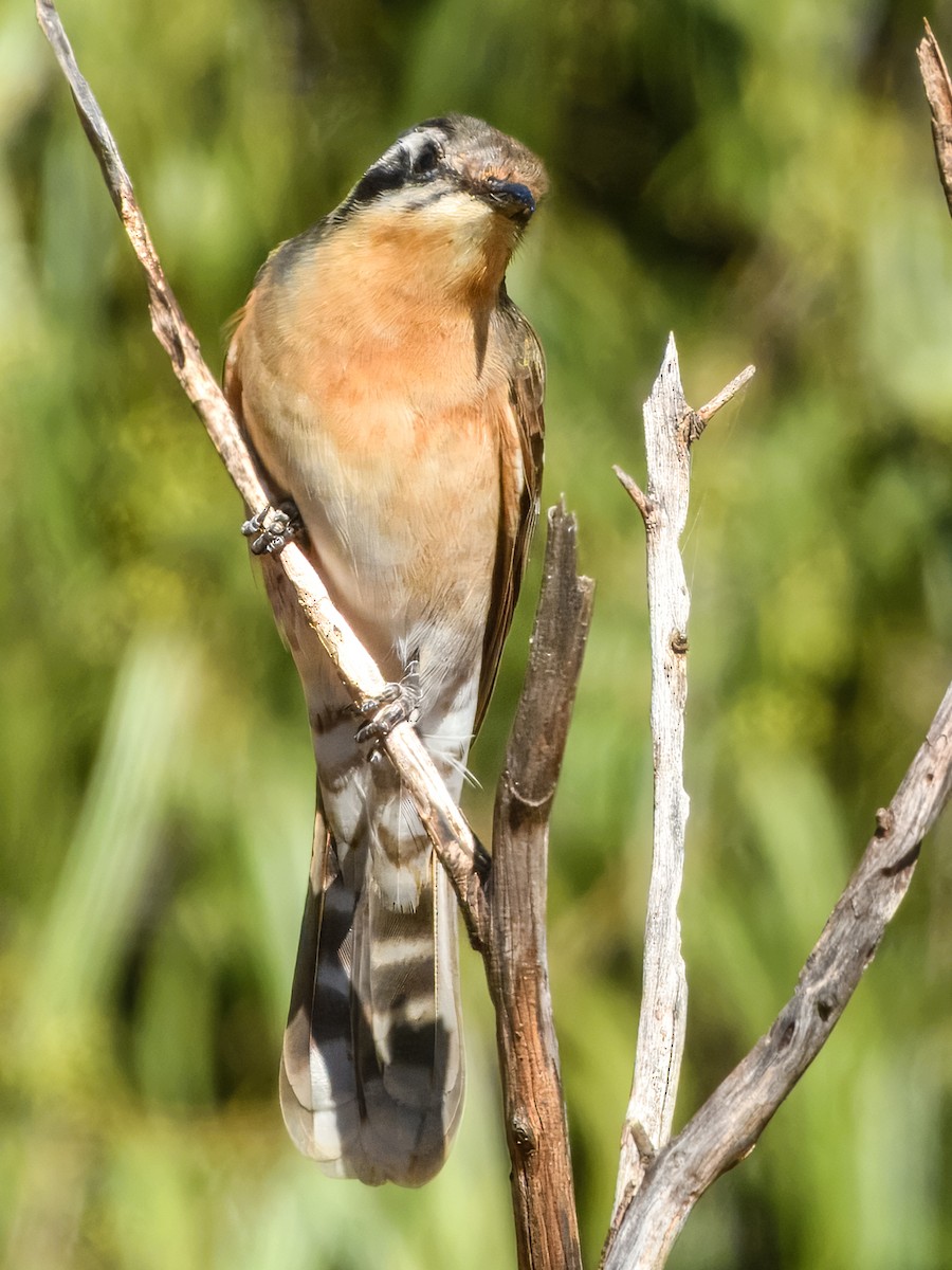 Black-eared Cuckoo - ML638164607