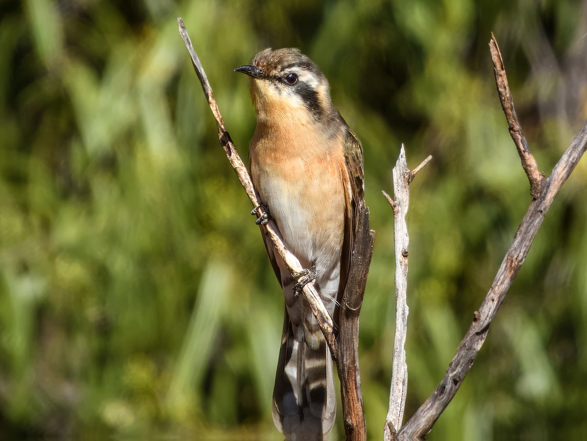 Black-eared Cuckoo - ML638164608