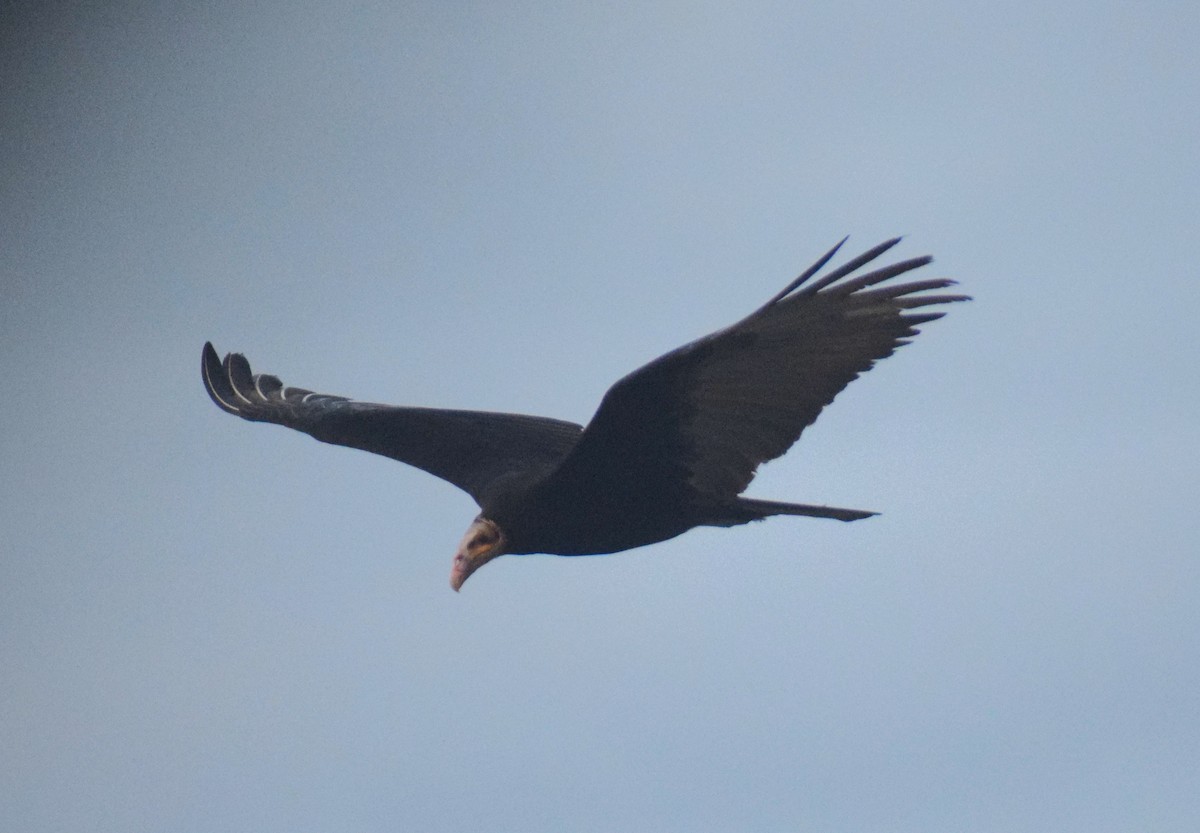 Lesser Yellow-headed Vulture - ML638164616