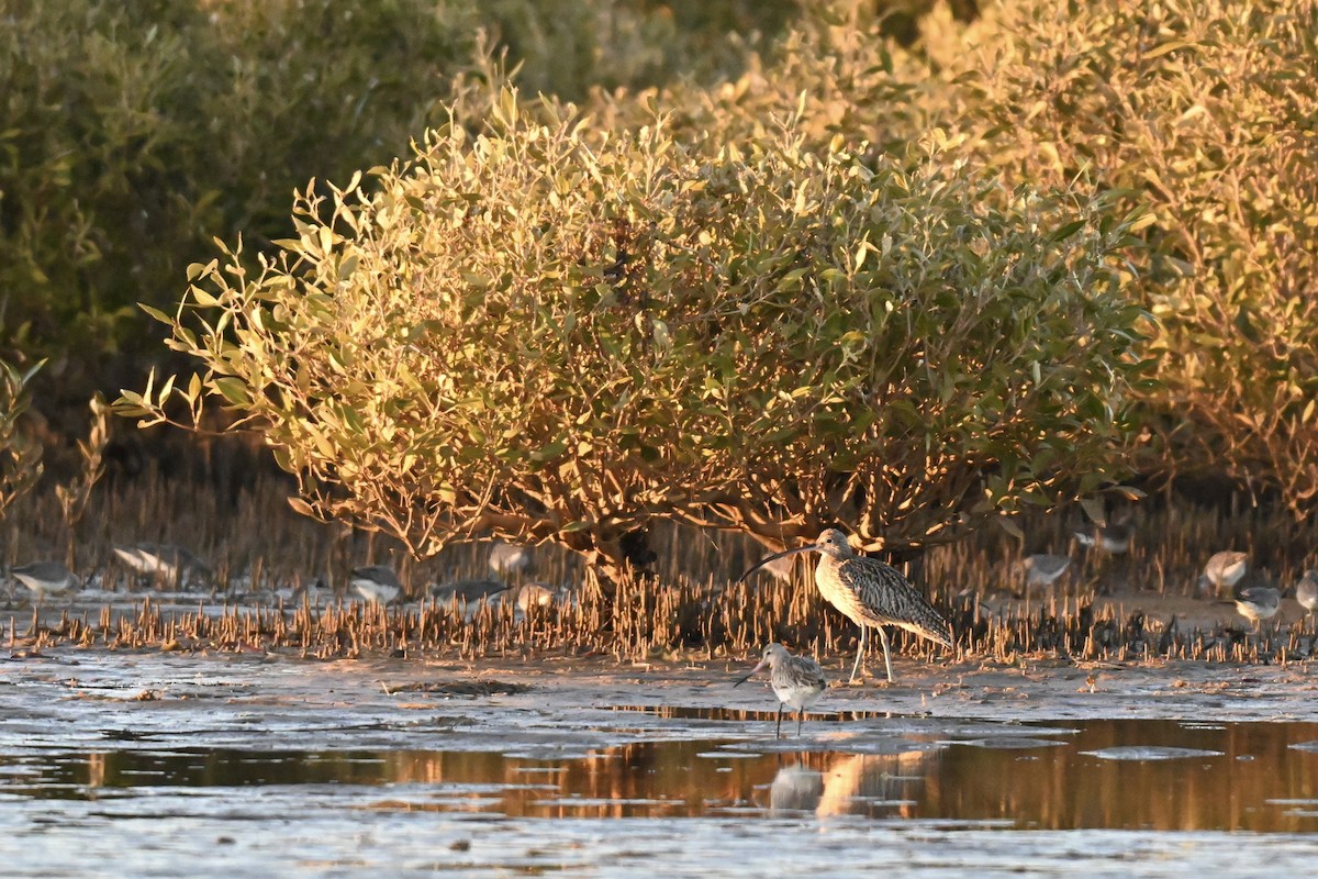 Far Eastern Curlew - ML638164623