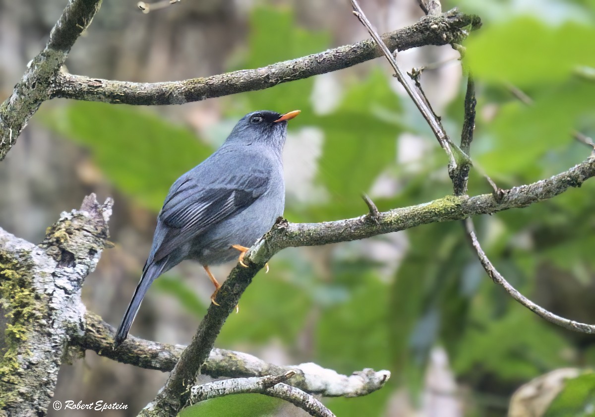Black-faced Solitaire - ML638164626