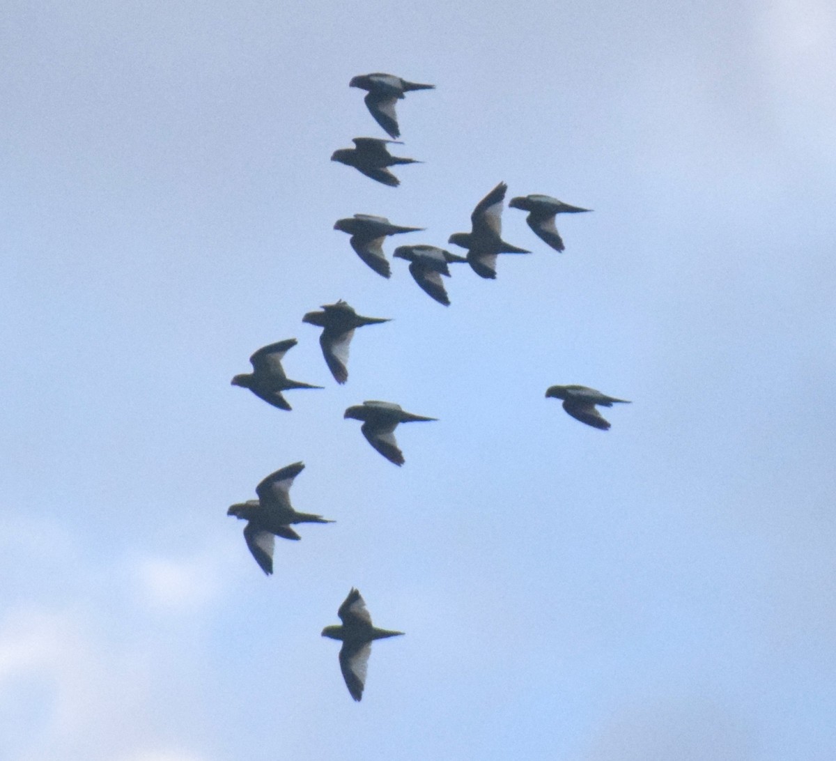 White-winged Parakeet - ML638164627