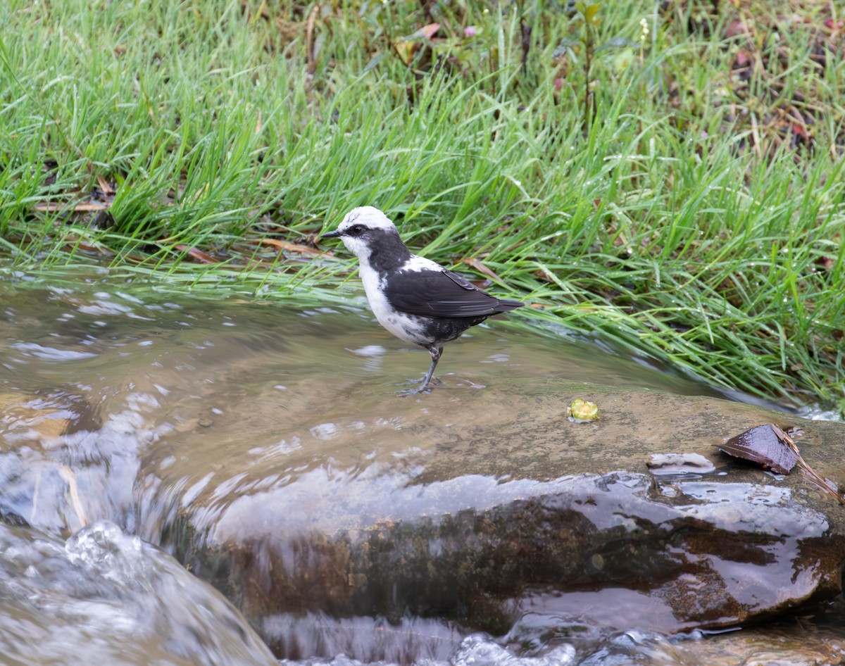 White-capped Dipper - ML638164628