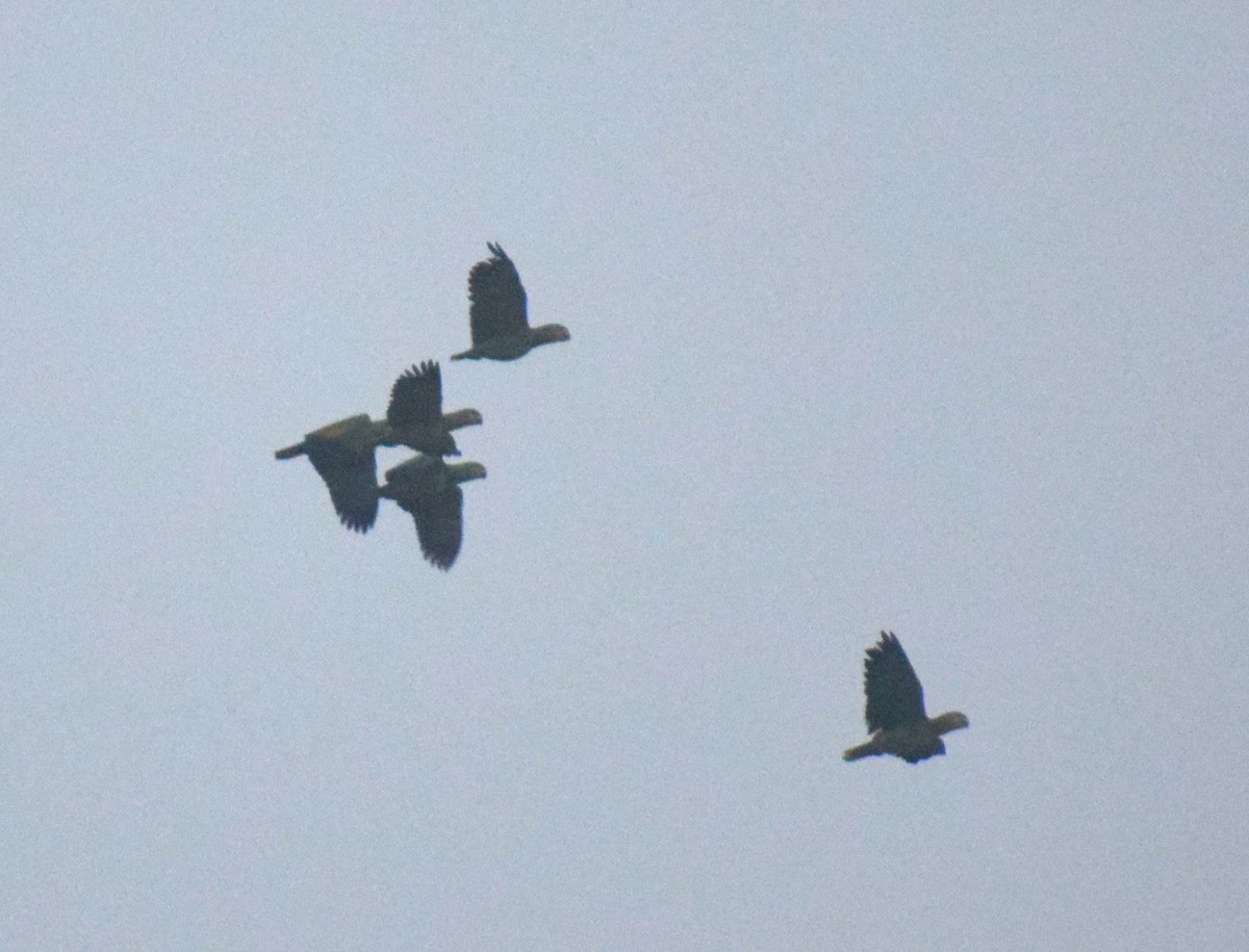 Orange-winged Amazon - ML638164630
