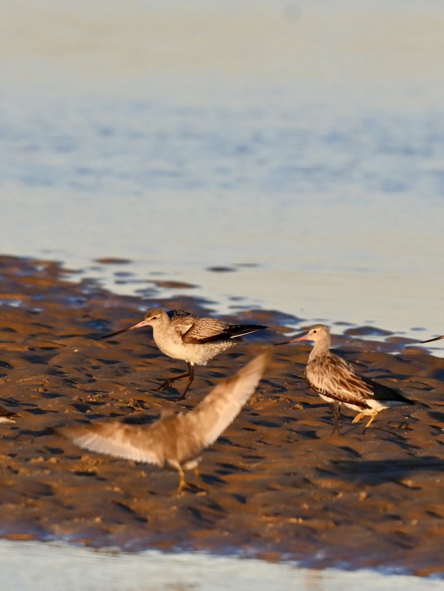 Bar-tailed Godwit - ML638164635