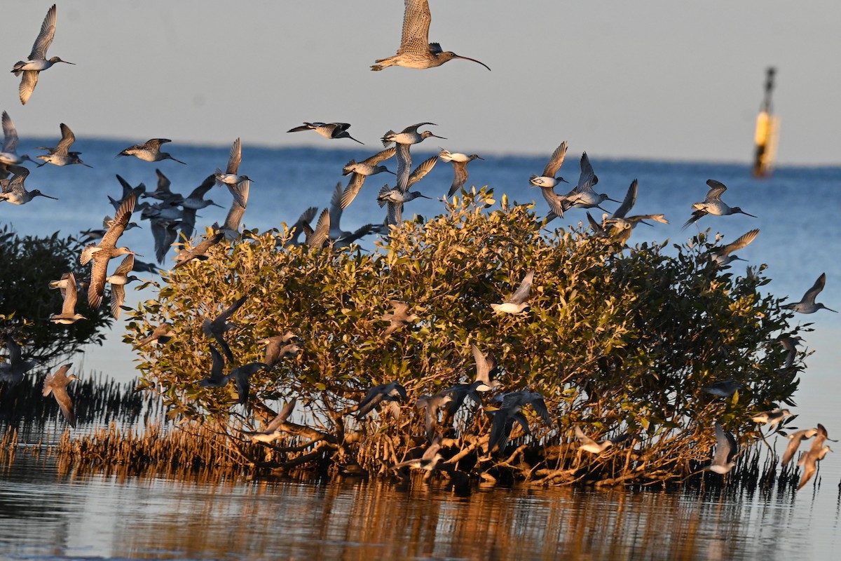 Bar-tailed Godwit - ML638164636
