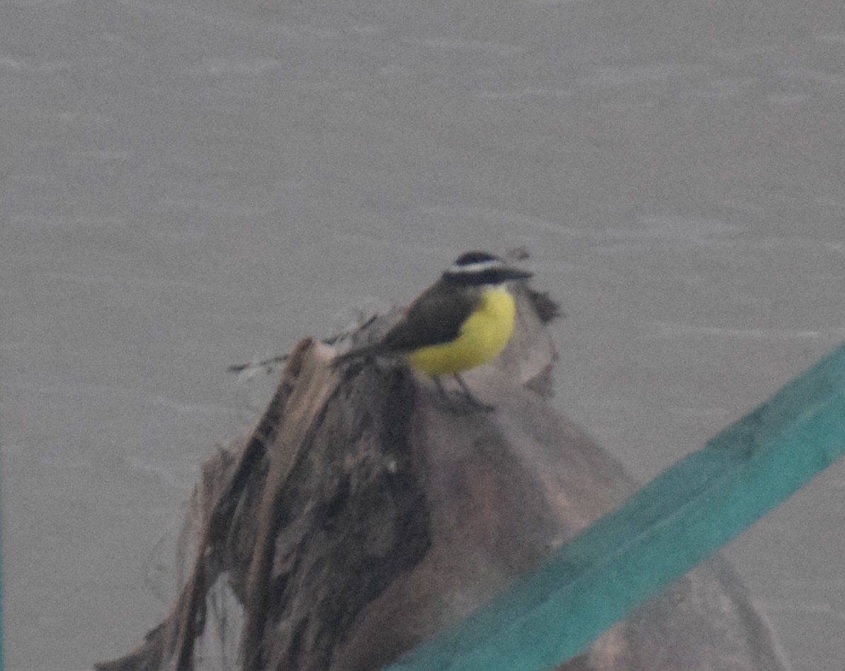 Lesser Kiskadee - ML638164639