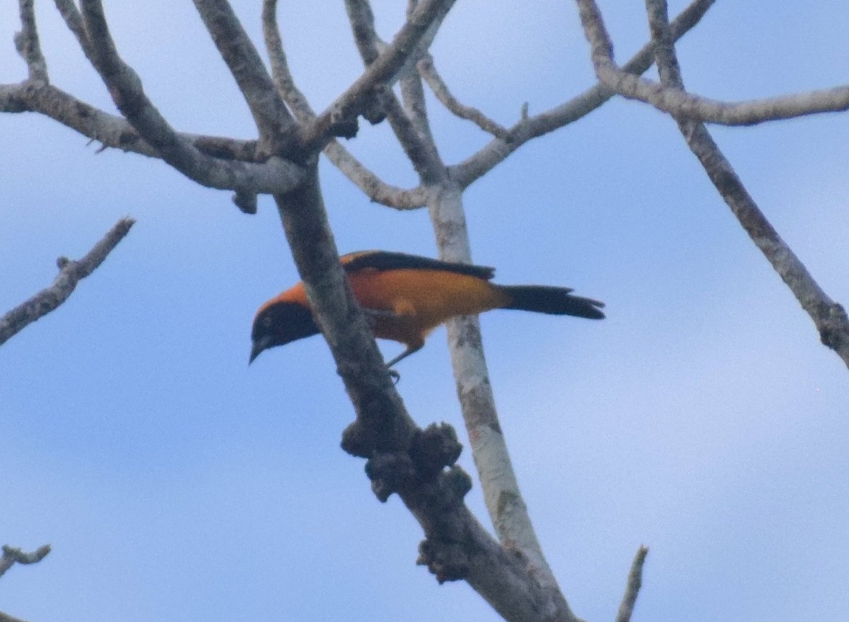 Orange-backed Troupial - ML638164656