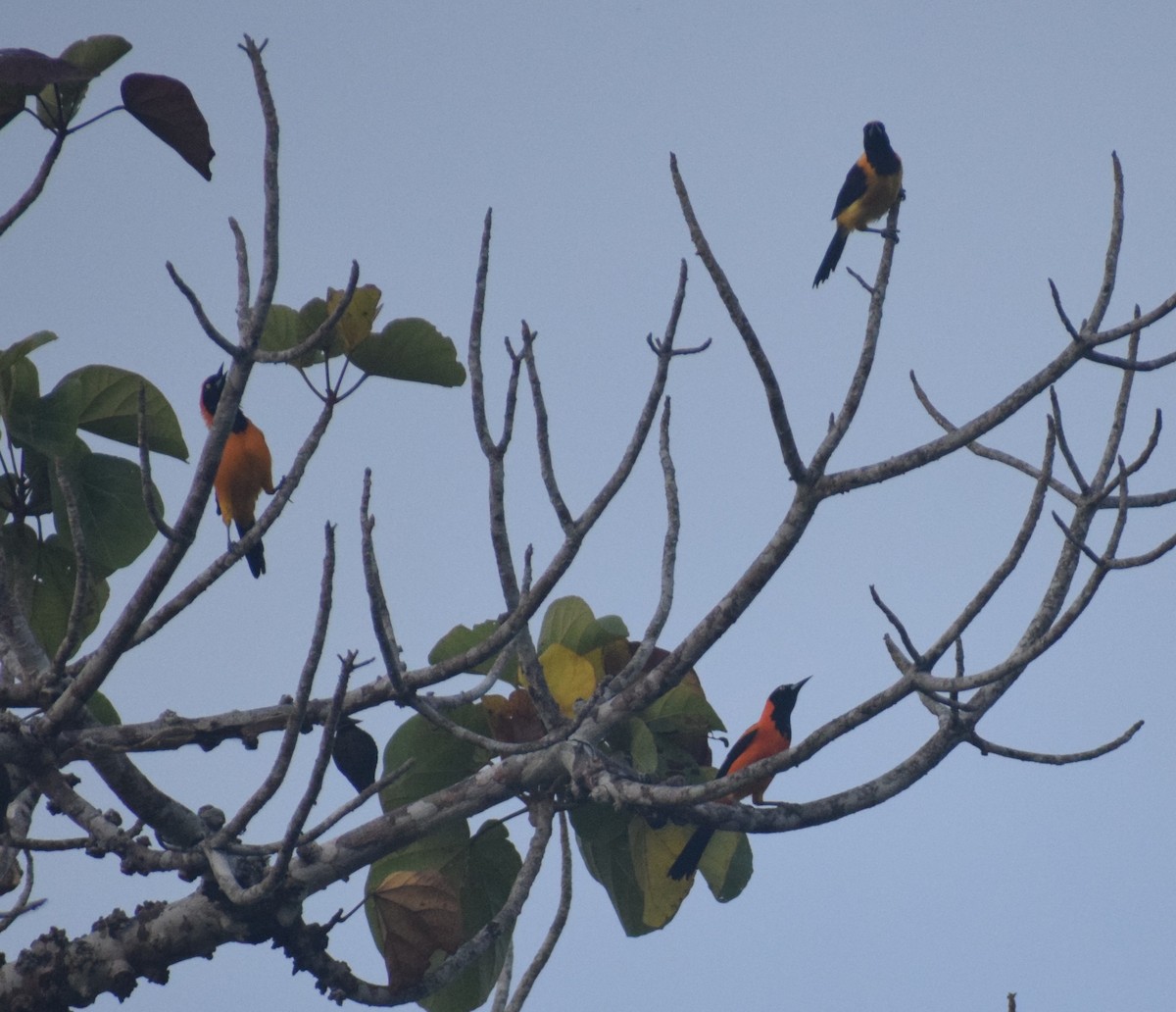 Orange-backed Troupial - ML638164657