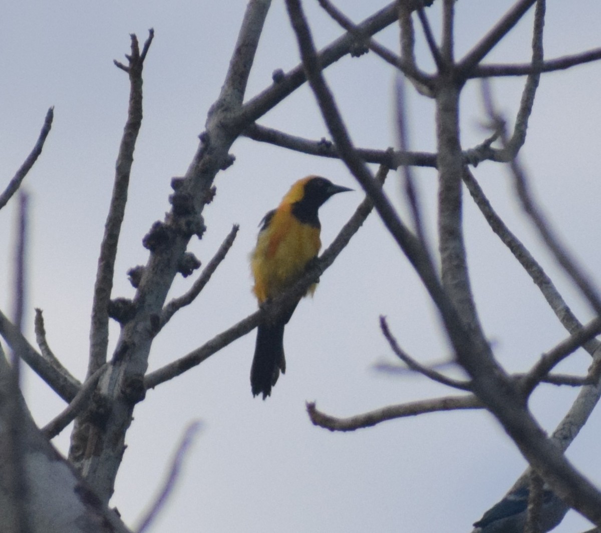 Orange-backed Troupial - ML638164658