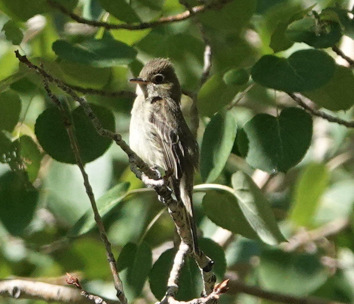 Western Flycatcher - ML638164661
