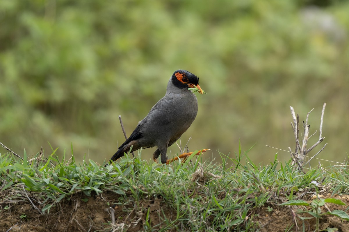 Bank Myna - ML638164662
