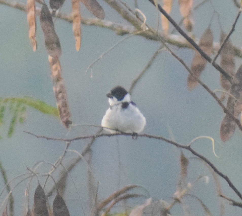 Wing-barred Seedeater (Caqueta) - ML638164672