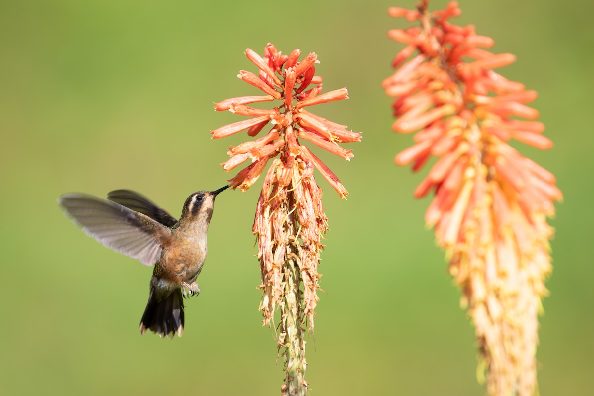 Speckled Hummingbird - ML638164681