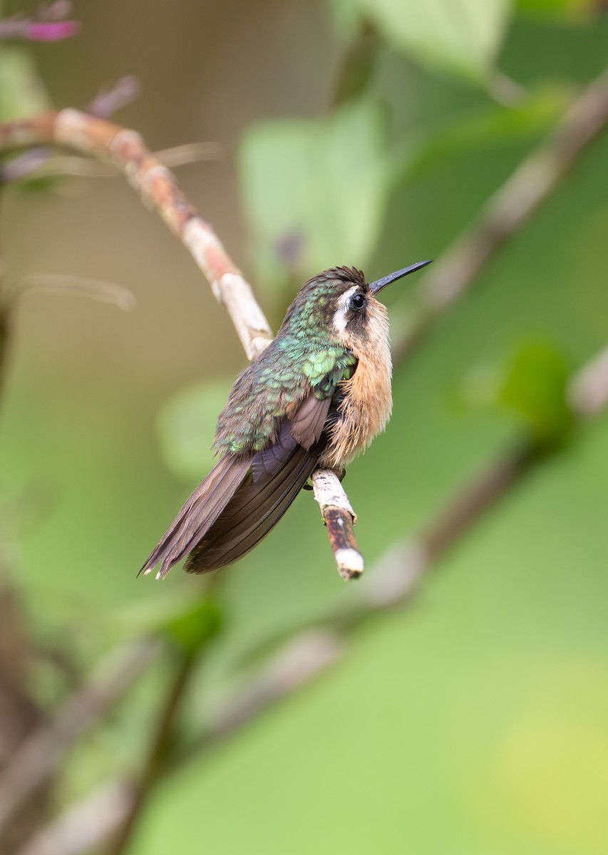 Speckled Hummingbird - ML638164683